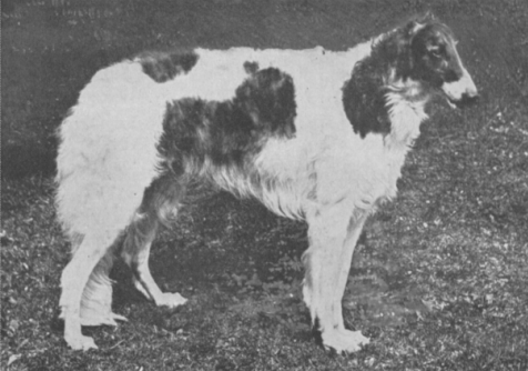 picture of Borzoi Eng Ch Kieff