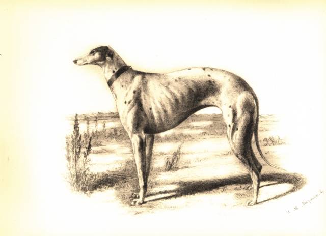 martynow plate 5