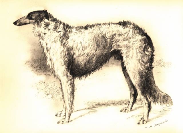 martynow plate 13