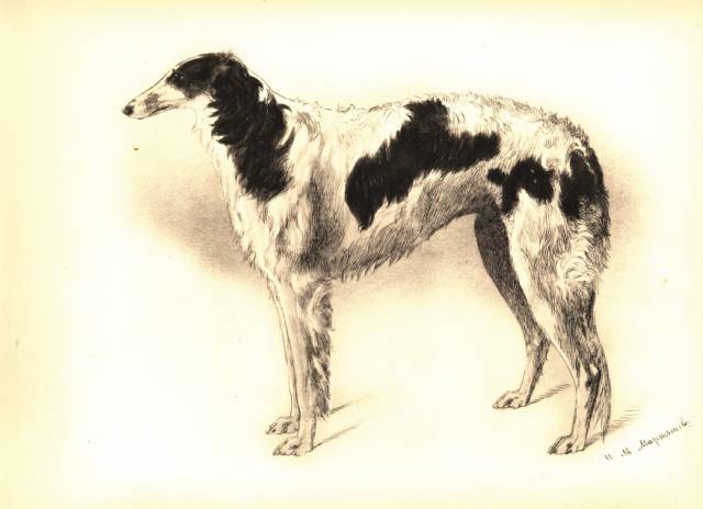 martynow plate 18