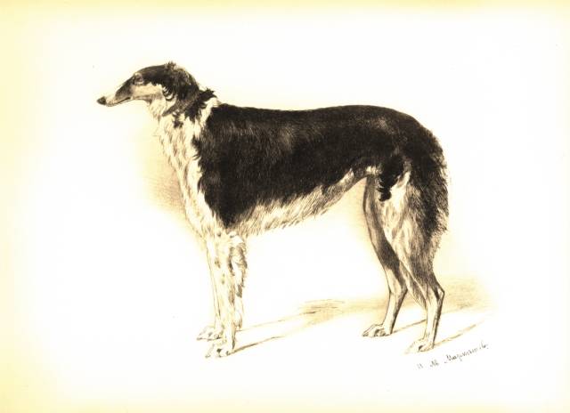 martynow plate 22