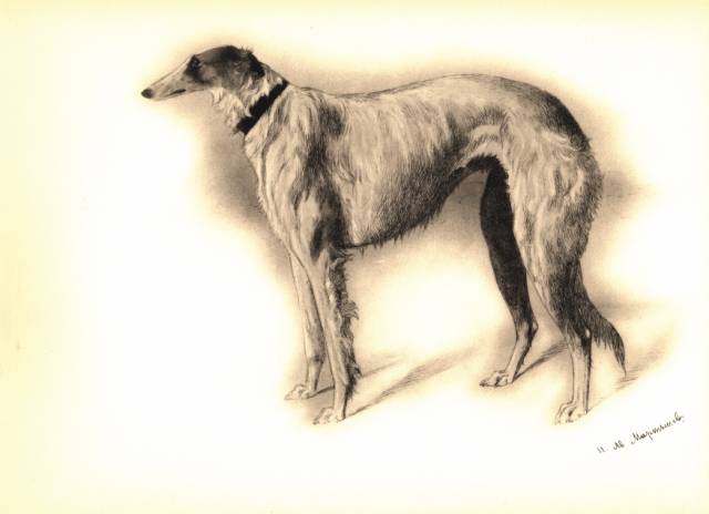 martynow plate 25