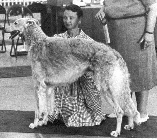 Ch Hollister of Rancho Gabriel as a young Borzoi